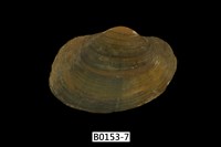 藏品(蚌)的圖片